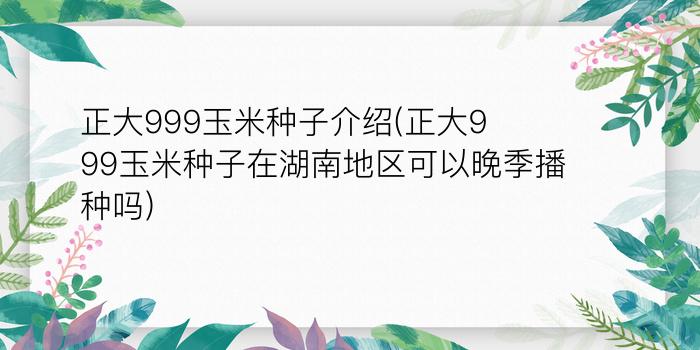 正大999玉米种子介绍(正大999玉米种子在湖南地区可以晚季播种吗)