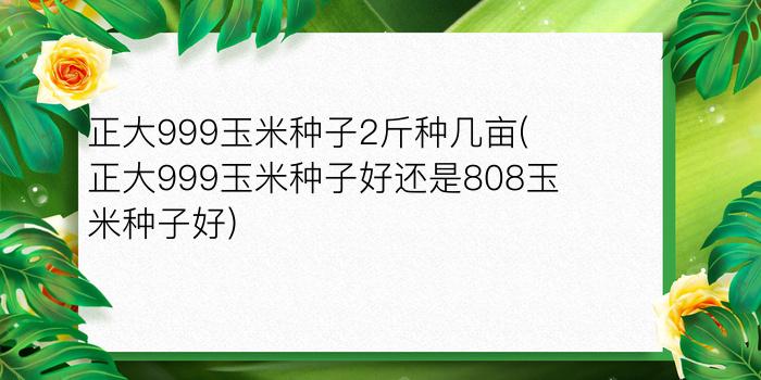 正大999玉米种子2斤种几亩(正大999玉米种子好还是808玉米种子好)