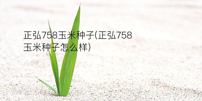 正弘758玉米种子(正弘758玉米种子怎么样)