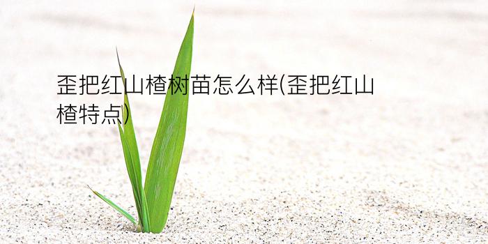 歪把红山楂树苗怎么样(歪把红山楂特点)