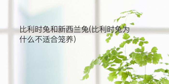 比利时兔和新西兰兔(比利时兔为什么不适合笼养)