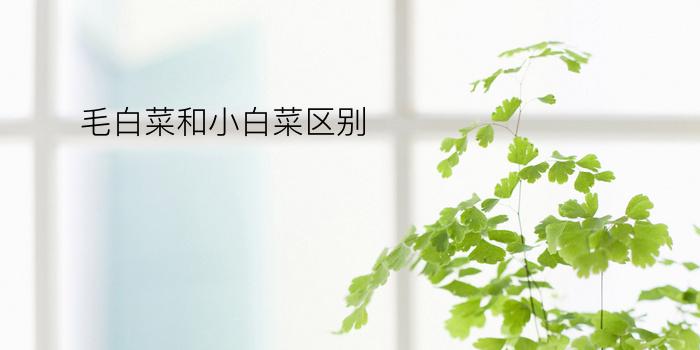 毛白菜和小白菜区别