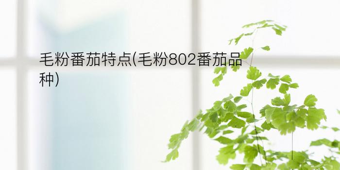 毛粉番茄特点(毛粉802番茄品种)