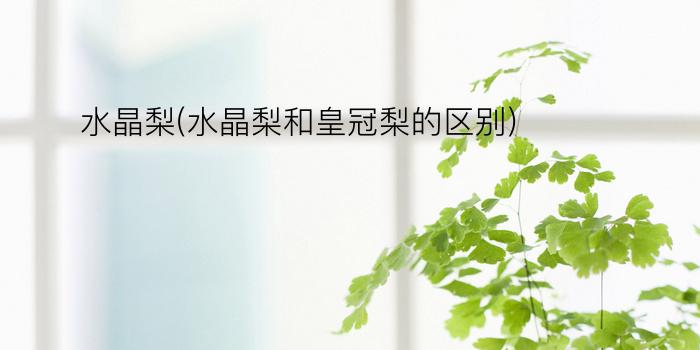 水晶梨(水晶梨和皇冠梨的区别)