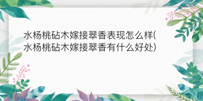 水杨桃砧木嫁接翠香表现怎么样(水杨桃砧木嫁接翠香有什么好处)