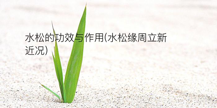 水松的功效与作用(水松缘周立新近况)