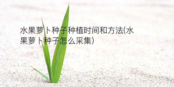 水果萝卜种子种植时间和方法(水果萝卜种子怎么采集)