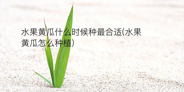 水果黄瓜什么时候种最合适(水果黄瓜怎么种植)