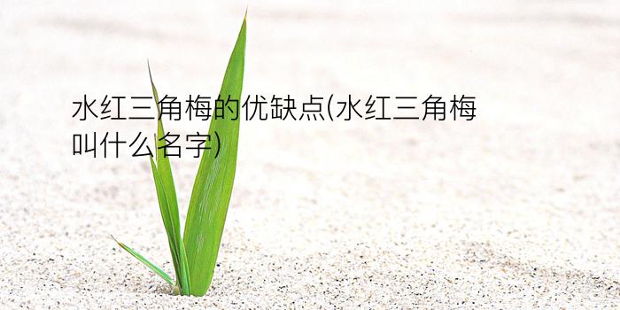 水红三角梅的优缺点(水红三角梅叫什么名字)