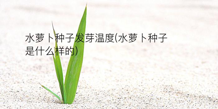 水萝卜种子发芽温度(水萝卜种子是什么样的)