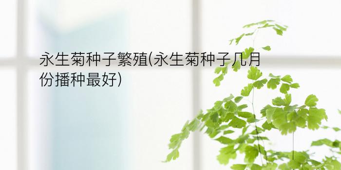 永生菊种子繁殖(永生菊种子几月份播种最好)