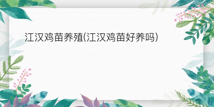 江汉鸡苗养殖(江汉鸡苗好养吗)