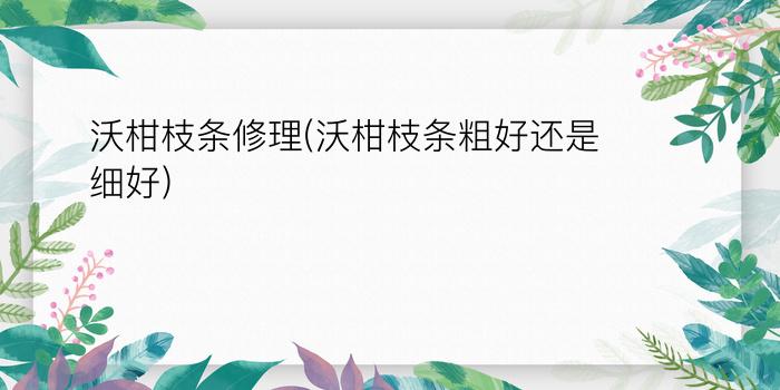 沃柑枝条修理(沃柑枝条粗好还是细好)