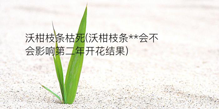 沃柑枝条枯死(沃柑枝条**会不会影响第二年开花结果)