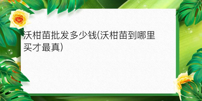 沃柑苗批发多少钱(沃柑苗到哪里买才最真)