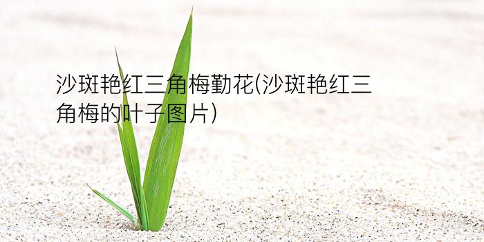 沙斑艳红三角梅勤花(沙斑艳红三角梅的叶子图片)