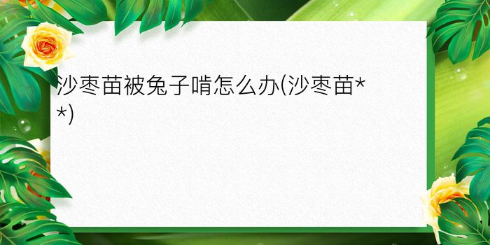 沙枣苗被兔子啃怎么办(沙枣苗**)