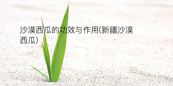 沙漠西瓜的功效与作用(新疆沙漠西瓜)