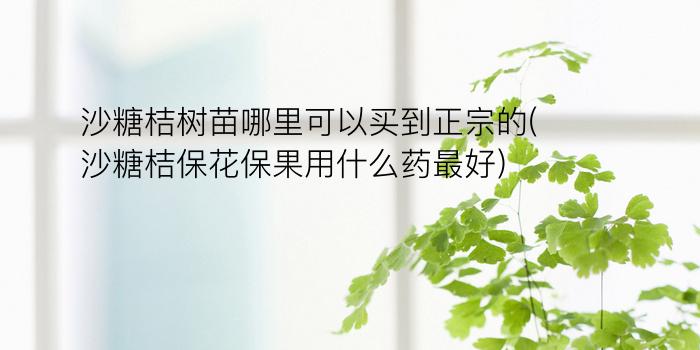 沙糖桔树苗哪里可以买到正宗的(沙糖桔保花保果用什么药最好)