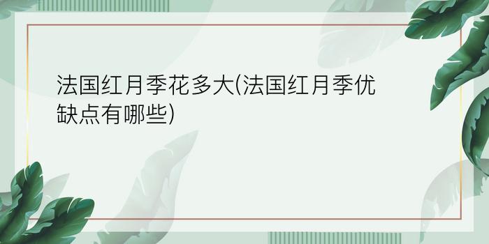 法国红月季花多大(法国红月季优缺点有哪些)