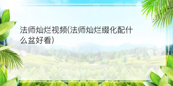 法师灿烂视频(法师灿烂缀化配什么盆好看)