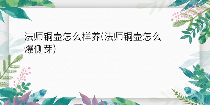 法师铜壶怎么样养(法师铜壶怎么爆侧芽)