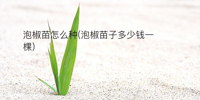 泡椒苗怎么种(泡椒苗子多少钱一棵)