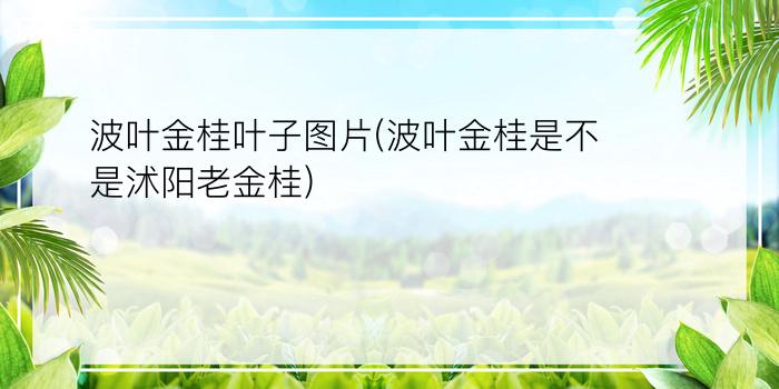 波叶金桂叶子图片(波叶金桂是不是沭阳老金桂)