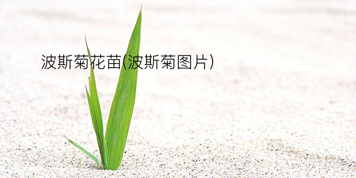 波斯菊花苗(波斯菊图片)