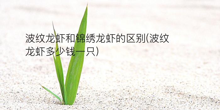 波纹龙虾和锦绣龙虾的区别(波纹龙虾多少钱一只)