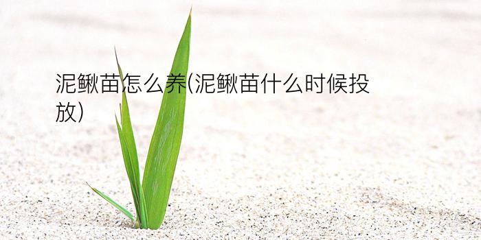 泥鳅苗怎么养(泥鳅苗什么时候投放)