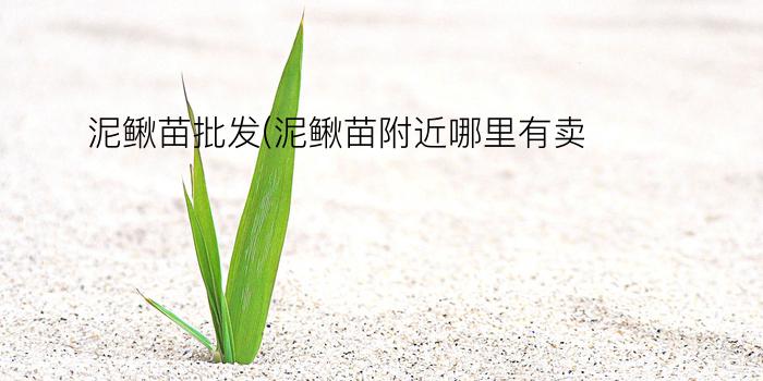 泥鳅苗批发(泥鳅苗附近哪里有卖)