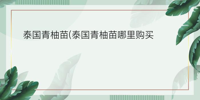 泰国青柚苗(泰国青柚苗哪里购买)