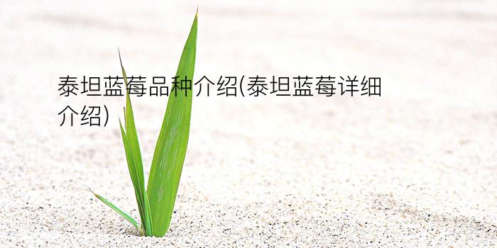 泰坦蓝莓品种介绍(泰坦蓝莓详细介绍)