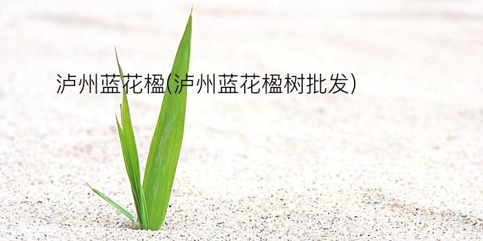 泸州蓝花楹(泸州蓝花楹树批发)