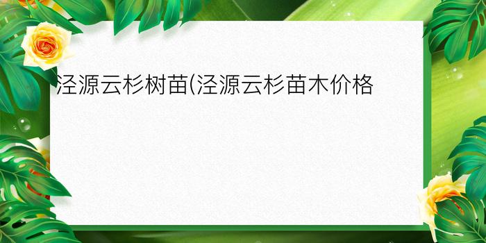 泾源云杉树苗(泾源云杉苗木价格)