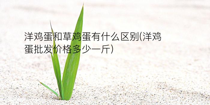 洋鸡蛋和草鸡蛋有什么区别(洋鸡蛋批发价格多少一斤)