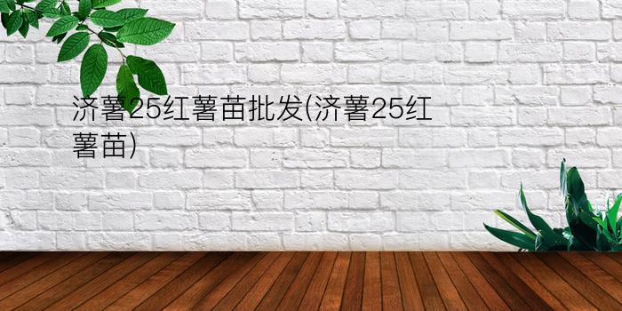 济薯25红薯苗批发(济薯25红薯苗)