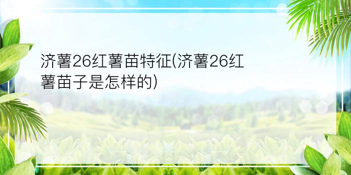 济薯26红薯苗特征(济薯26红薯苗子是怎样的)