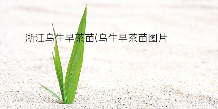 浙江乌牛早茶苗(乌牛早茶苗图片)