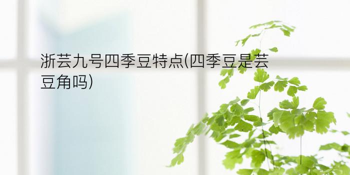 浙芸九号四季豆特点(四季豆是芸豆角吗)