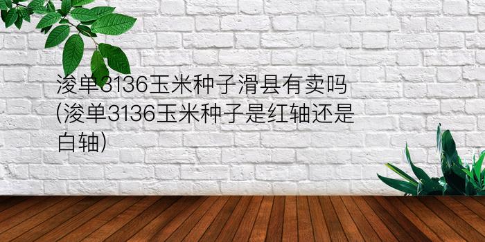 浚单3136玉米种子滑县有卖吗(浚单3136玉米种子是红轴还是白轴)