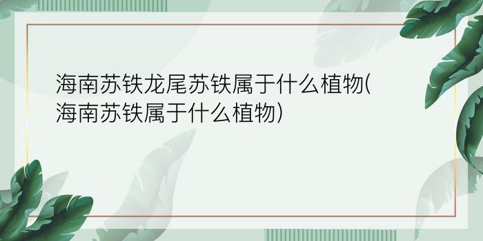 海南苏铁龙尾苏铁属于什么植物(海南苏铁属于什么植物)