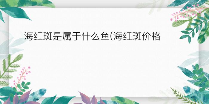 海红斑是属于什么鱼(海红斑价格)