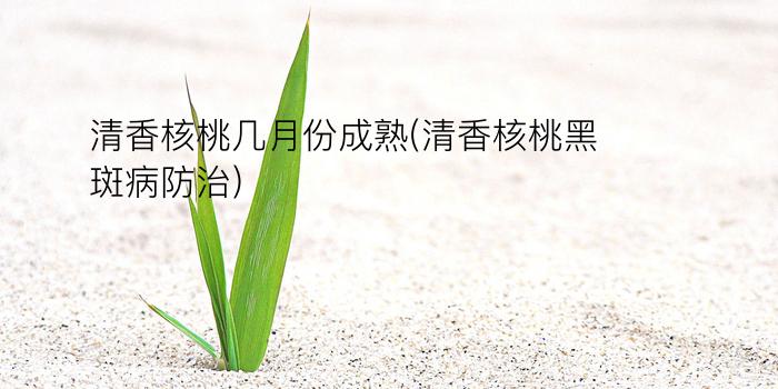 清香核桃几月份成熟(清香核桃黑斑病防治)