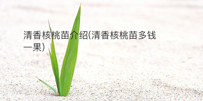 清香核桃苗介绍(清香核桃苗多钱一果)