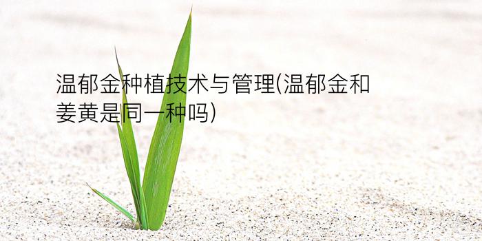 温郁金种植技术与管理(温郁金和姜黄是同一种吗)