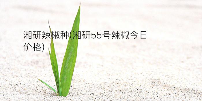 湘研辣椒种(湘研55号辣椒今日价格)