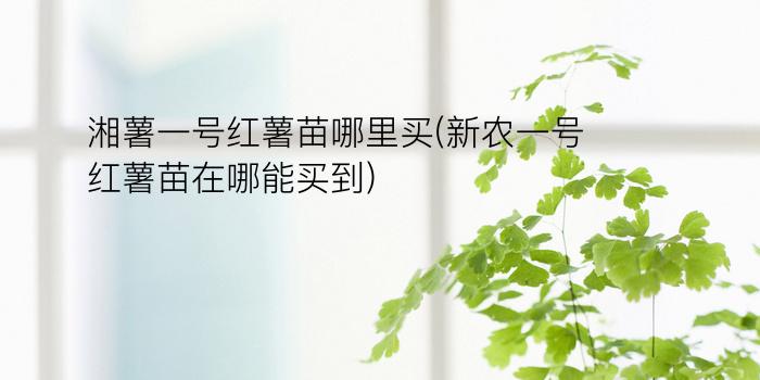 湘薯一号红薯苗哪里买(新农一号红薯苗在哪能买到)