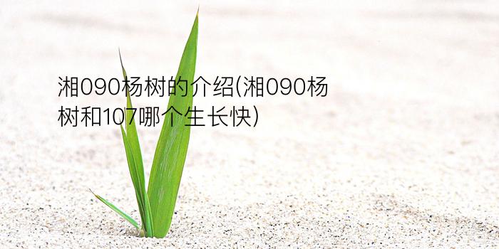 湘090杨树的介绍(湘090杨树和107哪个生长快)